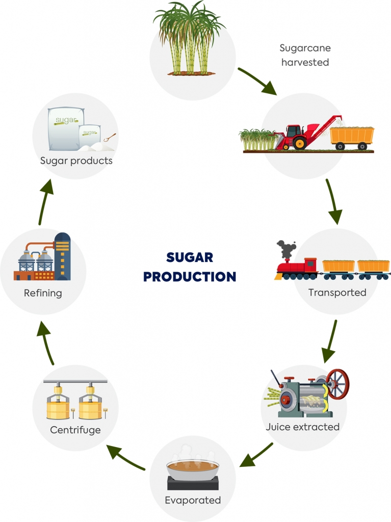 Cane Sugar Is Made Up Of at William Commander blog